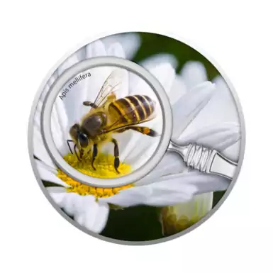 Срібна монета "Медоносна бджола"