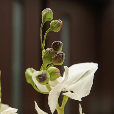 штучні квіти у вазі