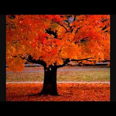 Four Seasons ~ Vivaldi