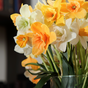 Bouquet of daffodils from cold porcelain
