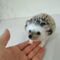 Author's toy "Hedgehog" photo