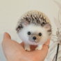 "Hedgehog" photo