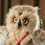 owl toy photo