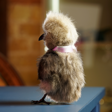 подарунок фото