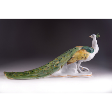 Павич з довгим хвостом фото