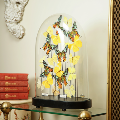 Коллекционные бабочки фото 1