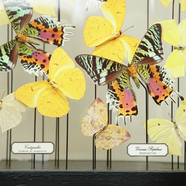 Коллекция бабочек фото 1 