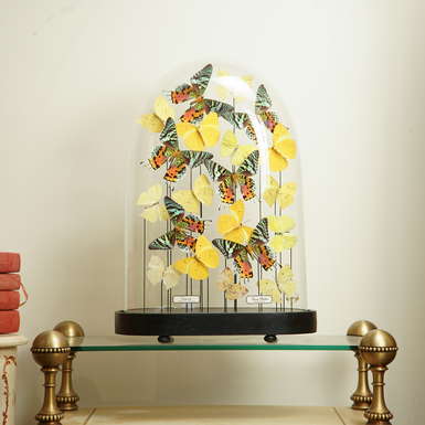 бабочке под куполом фото 1