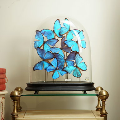 Колекційні метелики фото 1