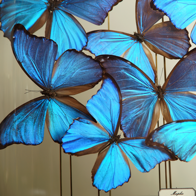 Колекція метеликів фото 1