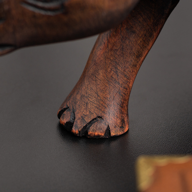 Лапа носорога фото