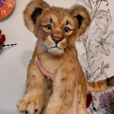 відео левеня